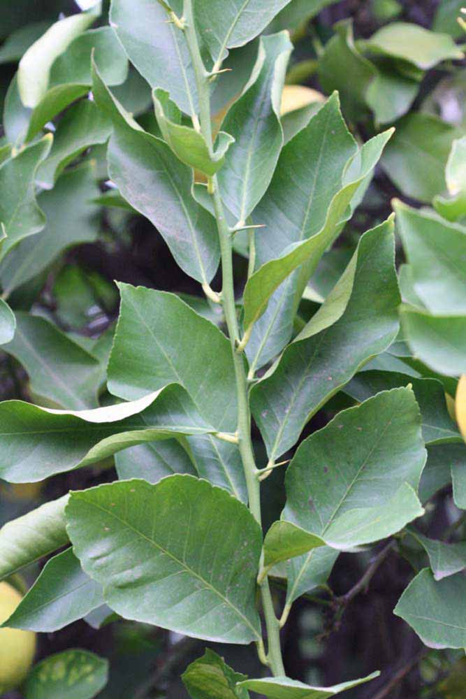               Sun leaves (Prior, Riverside,   CA)   